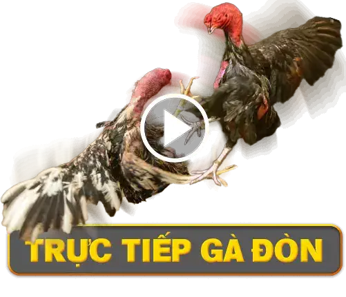 ST666🎖️NHÀ CÁI ĐÁ GÀ ONLINE | CASINO VIỆT NAM 3 tructiep-gadon Đá gà 388