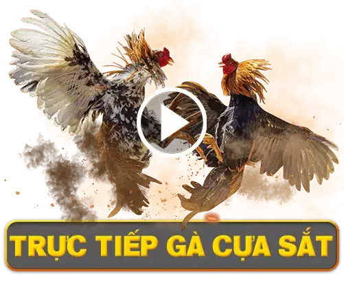 ST666🎖️NHÀ CÁI ĐÁ GÀ ONLINE | CASINO VIỆT NAM 4 tructiepgacuasat Đá gà 388